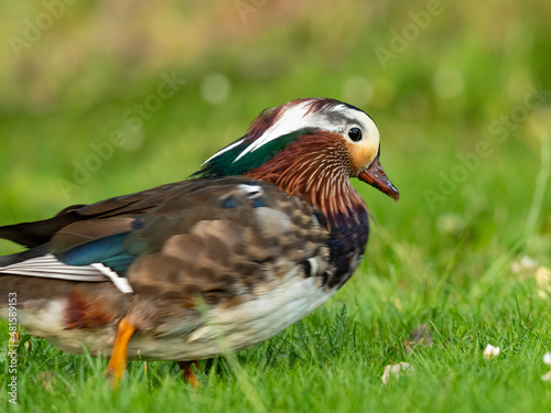 A Mandarin Duck walking on a meadow