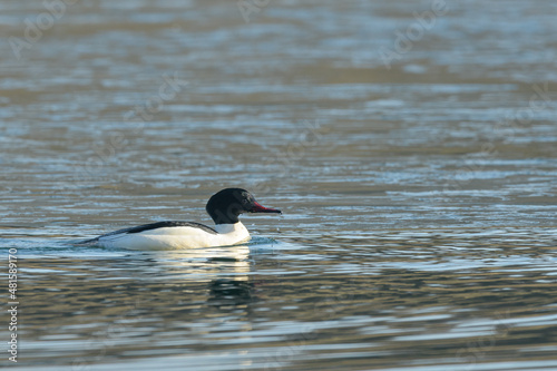 A common merganser swimming on a pond