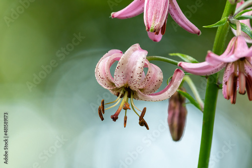 Canvas Print Closeup of a martagon lily in the Austrian alps