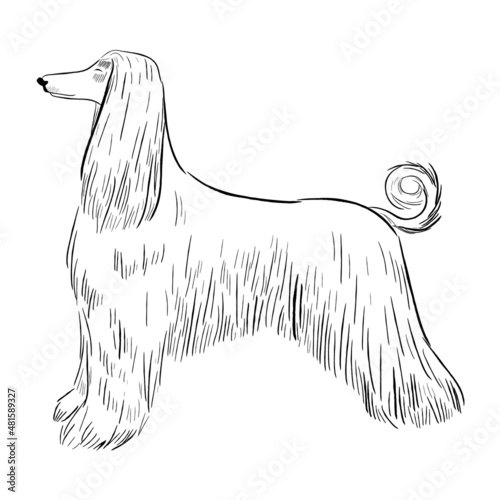 Afghan hound dog isolated on white background. Hand drawn dog breed vector sketch.