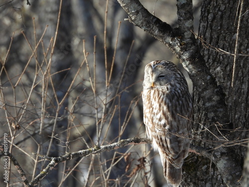 Ezo Owl in eastern Hokkaido