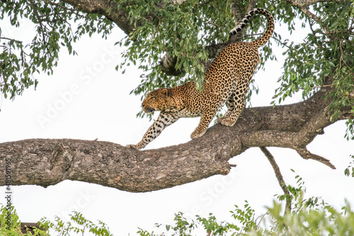 Leopard in a tree, Kruger National Park photo