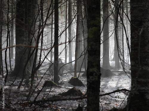 Abies sachalinensis forest in eastern Hokkaido photo