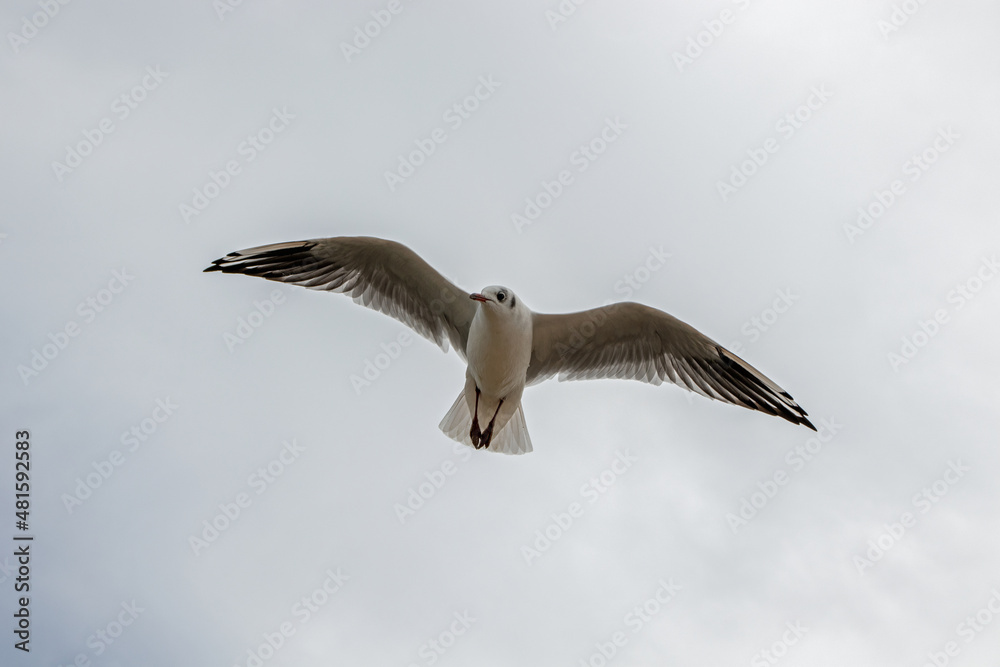 Obraz premium Seabirds in the stormy sky.