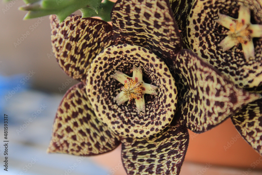 Orbea variegata succulent plant cactus flower Orbea variegata succulent plant cactus flower
