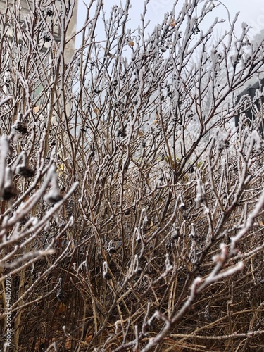 Frozen branches of a bush