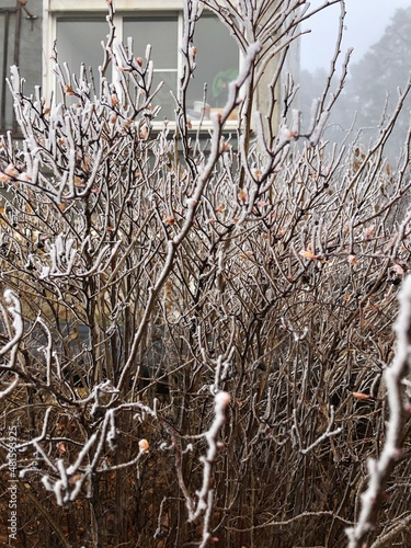 Frozen branches of a bush