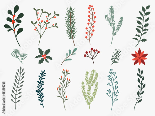 Set of winter branches with leaves. Collection of decorative floral holiday plants  spruce twig, branch with berry, poinsettia. Christmas herbs. Colorful illustration of botanical composition.
