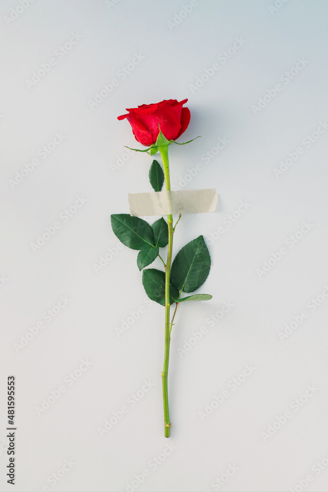 Red rose with a patch on a gray background. Minimal flat lay concept. Love and Valentine's Day inspiration. Red rose with a patch on a gray background. Minimal flat lay concept. Love and Valentine's Day inspiration.