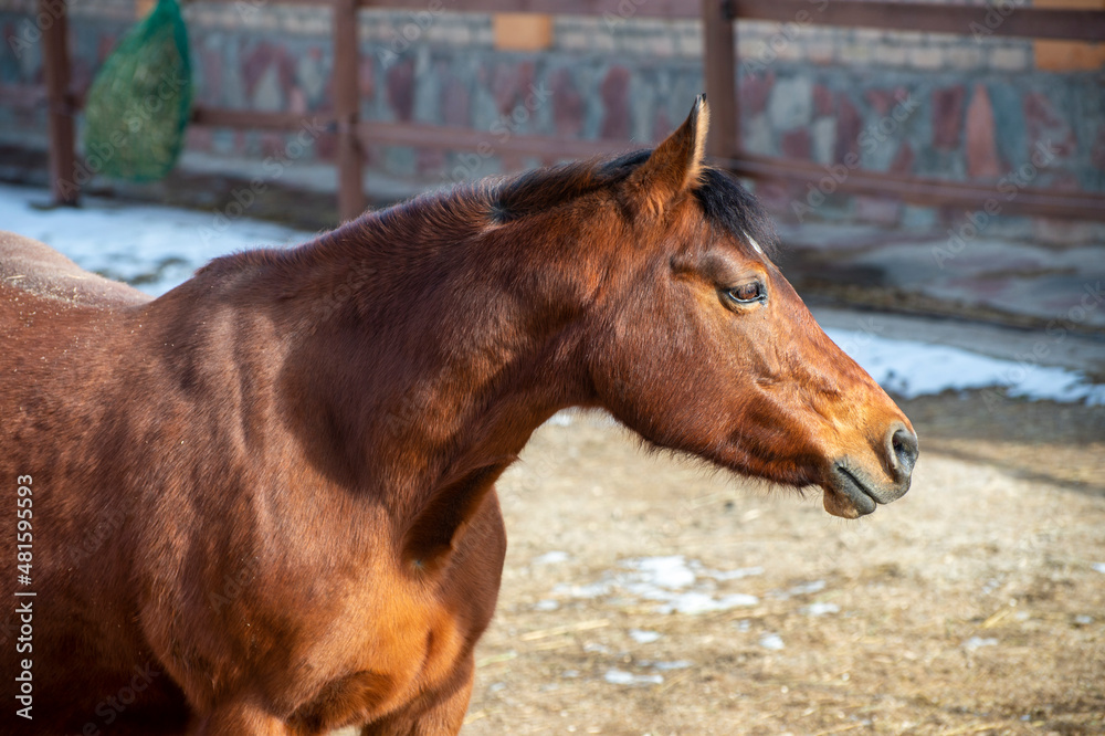 Fototapeta premium portrait of a horse