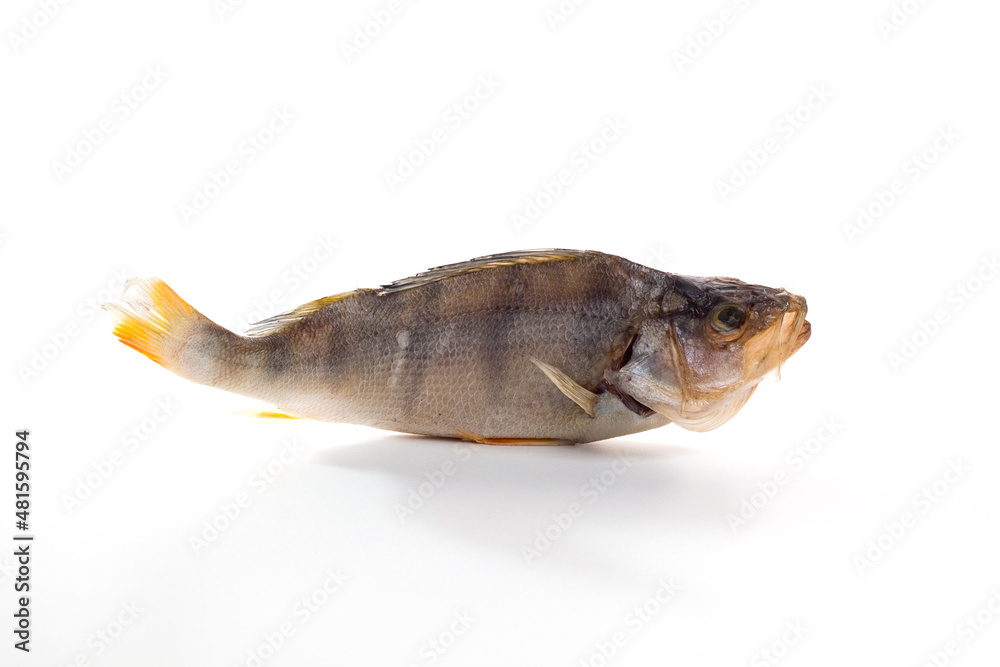 Dried perch fish on a white background Dried perch fish on a white background