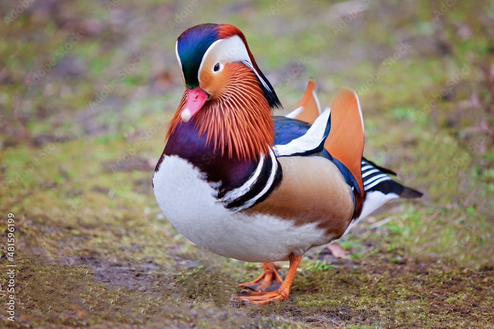 Mandarinente, Ente am Ufer Mandarinente, Ente am Ufer
