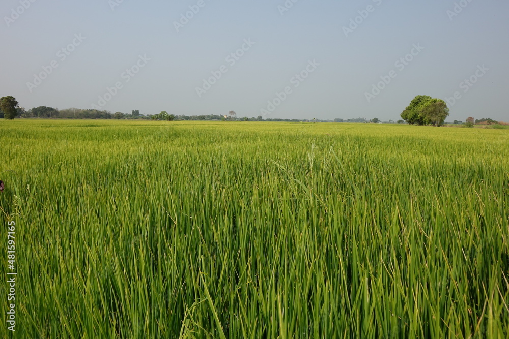 Wide plain with green rice fields (horizontal image), Phatum Thani, Thailand Wide plain with green rice fields (horizontal image), Phatum Thani, Thailand