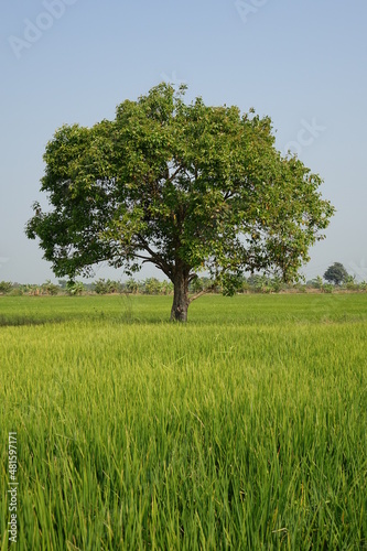 Wide plain with green rice fields and tree (vertical image), Phatum Thani, Thailand