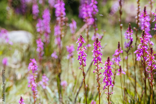 Mount Buller Flora in Summer in Australia