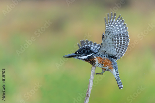 Giant Kingfisher (Megaceryle maxima) flying while fishing in the Olifants River in Kruger National Park in South Africa   © henk bogaard
