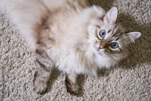 Bilde på lerret fluffy gray cat with blue eyes lies on a light rug