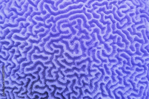 Organic texture of hard brain coral , inspired by color 17-3938 Veri Peri - Color of the year 2022 - Trendy concept .