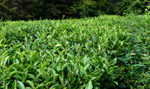 A tea leaves on a tea plantation