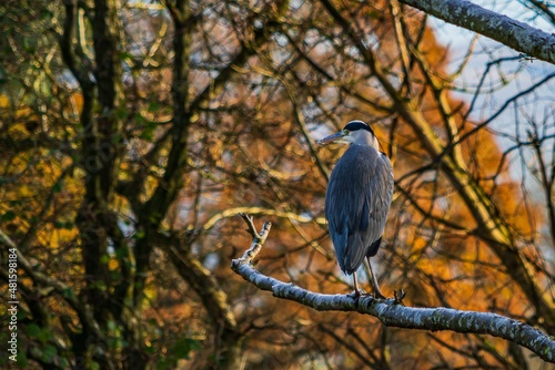 A grey Heron sitting in a tree on the banks on the river Eamont in the English Lake District © Alan