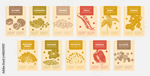 Nutmeg, cardamon, sesame, chilli, basil, ginger, mustard seeds, saffron, peppercorn, paprika, allspice. Set of posters of spices and herbs for food preparing and culinary in a abstract design photo