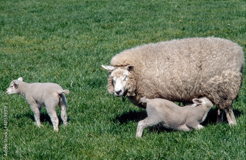 Sheep and lambs drinking milk. Suckle. Spring Netherlands