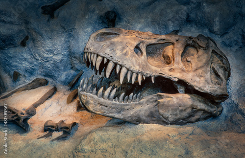 Skull of Tyrannosaurus Rex at cave. Skeleton © A