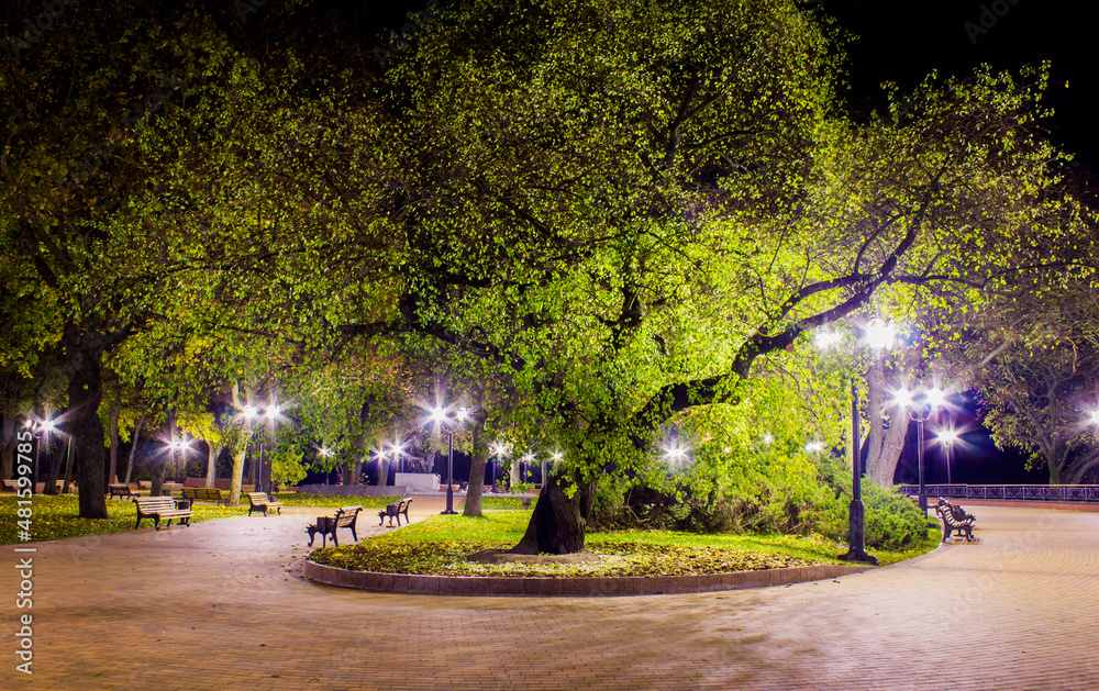 Obraz premium old tree in the central park of the city of chernihiv at night