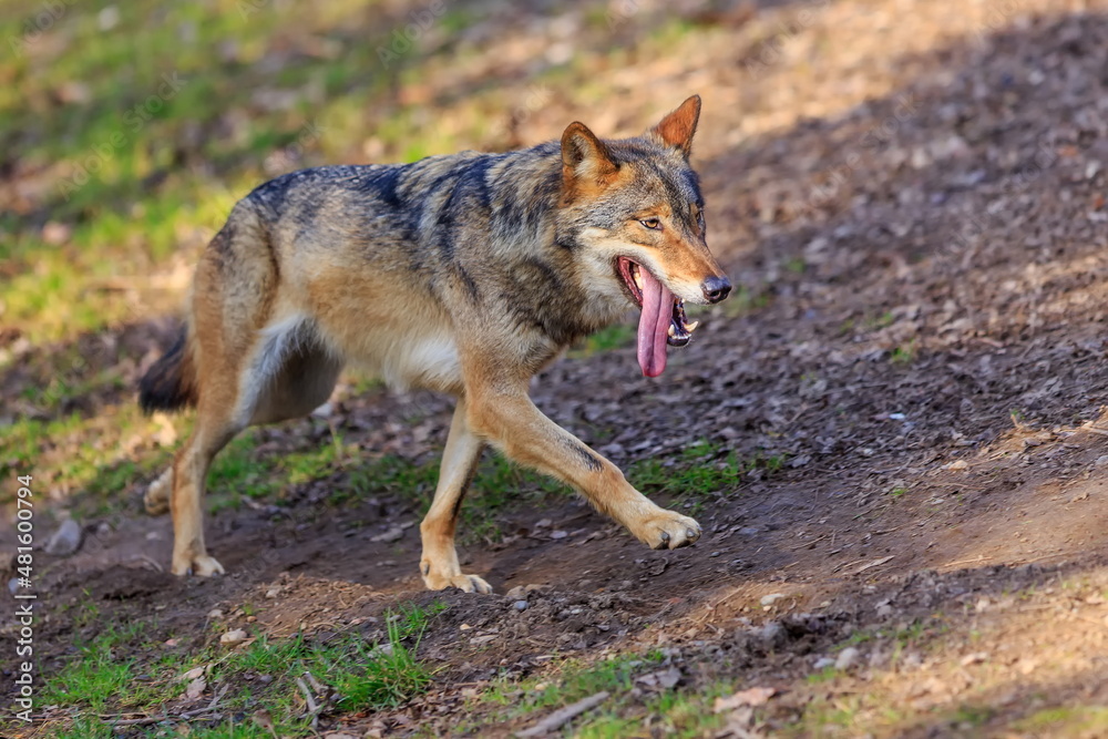 male Eurasian wolf (Canis lupus lupus) walks wearily with his long tongue out of his mouth