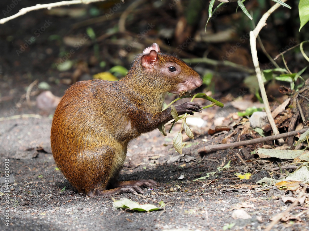 Central American agouti, Dasyprocta punctata, eats a tuft of grass, Costa Rica Central American agouti, Dasyprocta punctata, eats a tuft of grass, Costa Rica