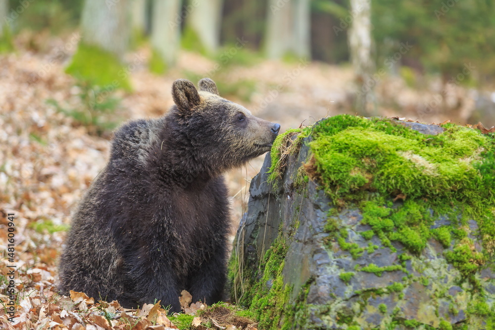 male brown bear (Ursus arctos) sniffing a rock male brown bear (Ursus arctos) sniffing a rock