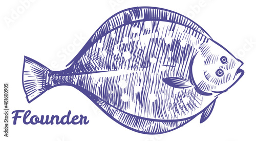 Flounder sketch. Flat ocean fish. Sea bottom animal