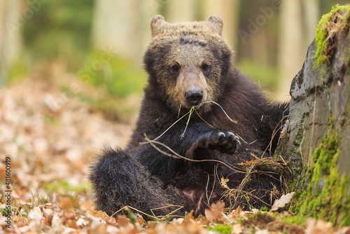 brown bear (Ursus arctos) young female sitting on the ground with grass in her mouth