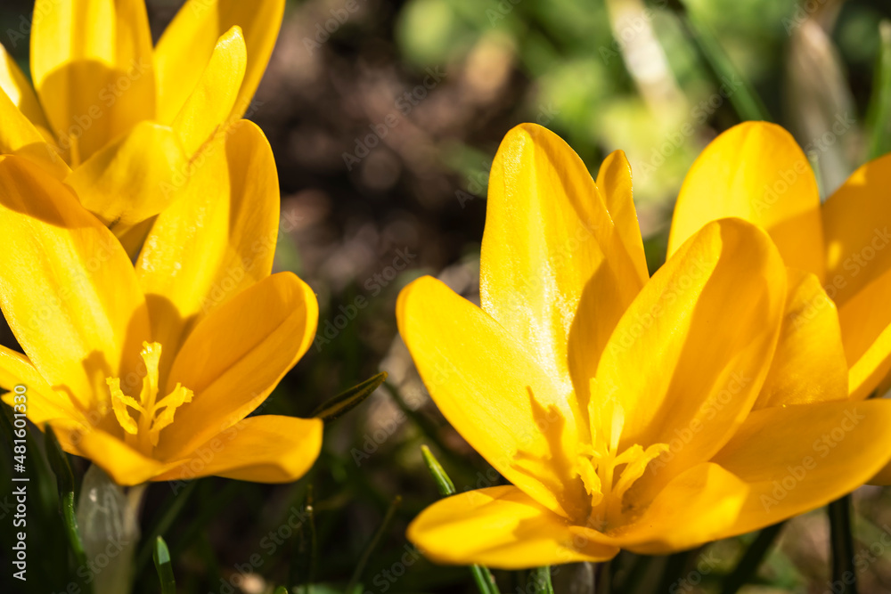 Close-up of blooming yellow crocuses in the spa gardens of Wiesbaden/Germany Close-up of blooming yellow crocuses in the spa gardens of Wiesbaden/Germany