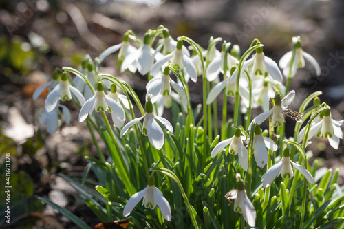 Macro of blooming white snowdrops on a sunny spring day in the Kurpark of Wiesbaden/Germany 