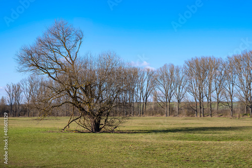View of an old solitary tree in a meadow in spring
