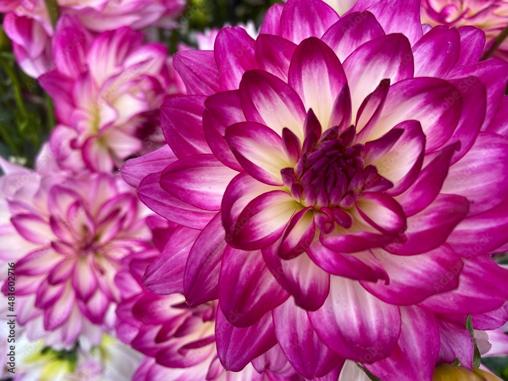 Fototapeta premium pink flower