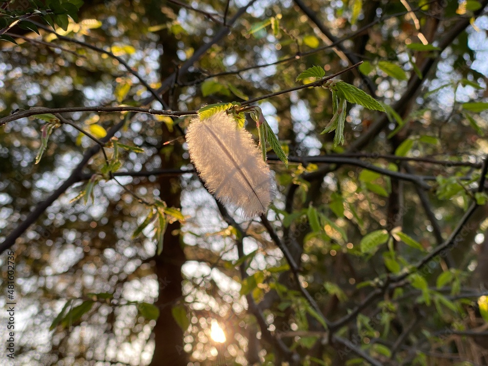 Obraz premium Lonely feather in the wild
