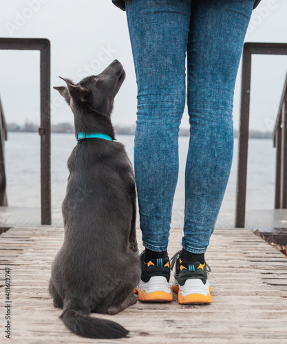 A gray dog in a mint-colored collar sits next to the legs of a girl on the beach