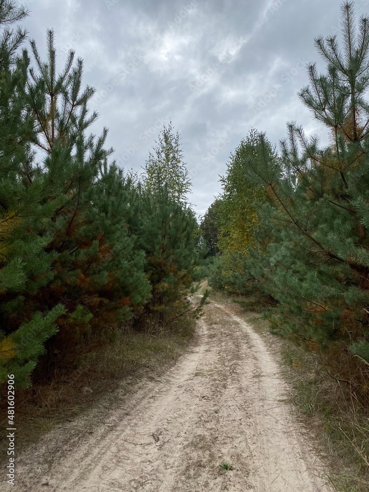 Dirt road between pine trees in the forest