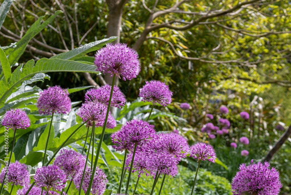 Obraz premium Purple bulbs of Allium alliaceae. Close-up of Allium flowers in bloom during the summer