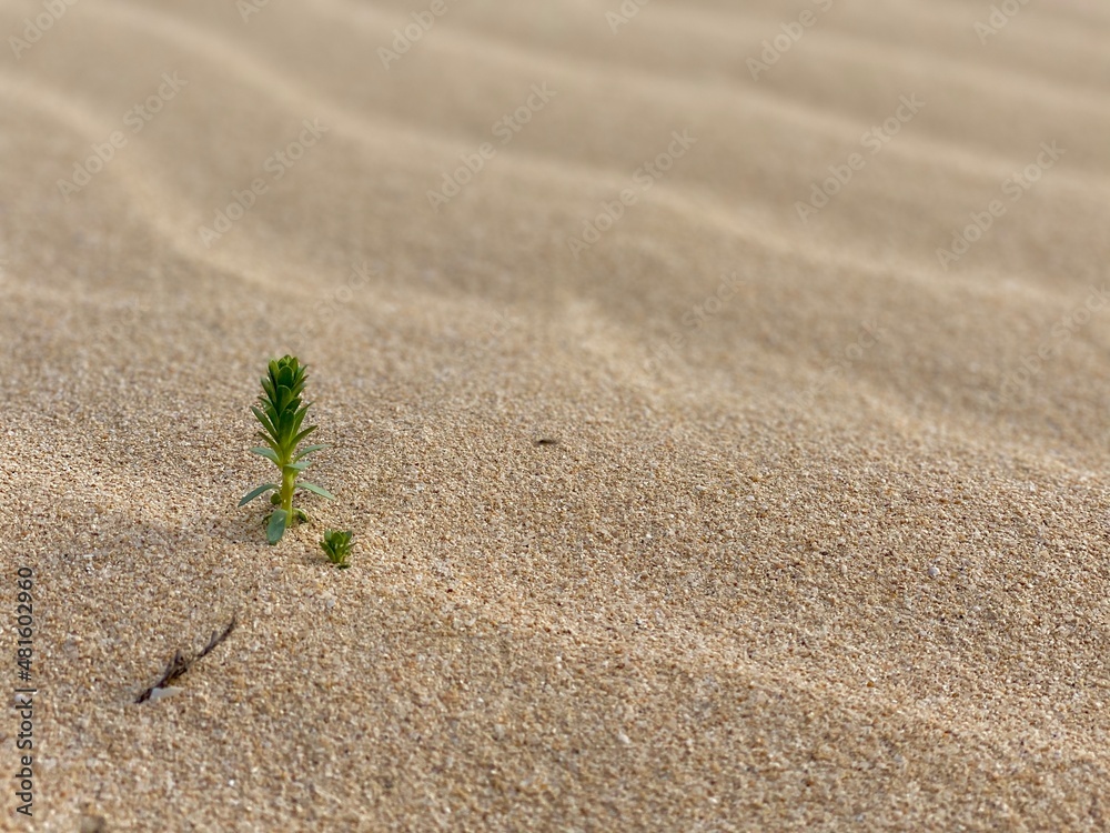 Life in the desert