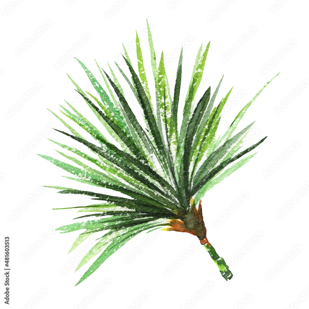 Papyrus. Watercolor exotic tropical plant Papyrus. Watercolor exotic tropical plant