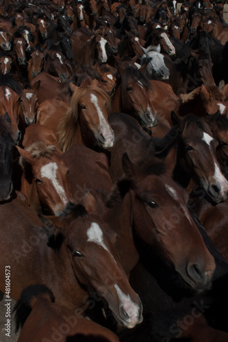 A herd of wild horses comes down from the mountains for the rapa das bestas in Cedeira