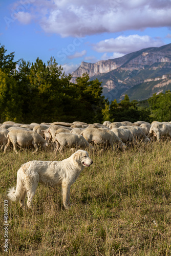 Sheep dog  watching the sheep