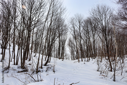 trees in snow