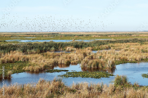Green leaves of lilies and dry yellow reeds (bulrush) covered surface of lake and flying birds. View from above. Autumn landscape