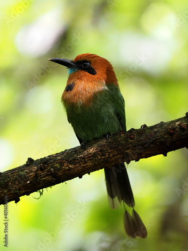 The broad-billed motmot, Electron platyrhynchum, sits in the greenery on a thin branch. Costa Rica photo