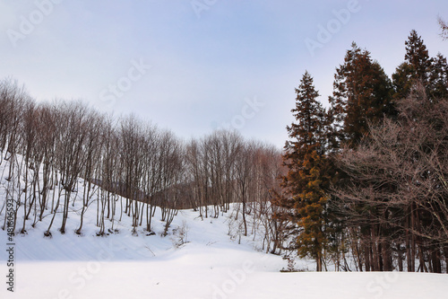 winter forest in the snow