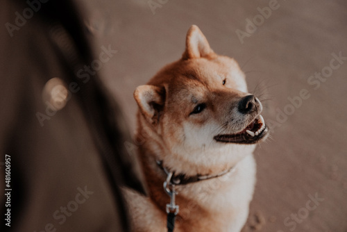 shiba inu in the beach